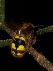 Xanthocampsomeris hesterae