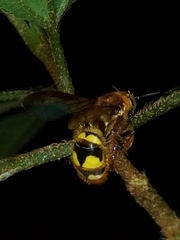 Xanthocampsomeris hesterae