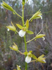 Eulophia lamellata