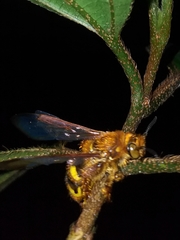 Xanthocampsomeris hesterae