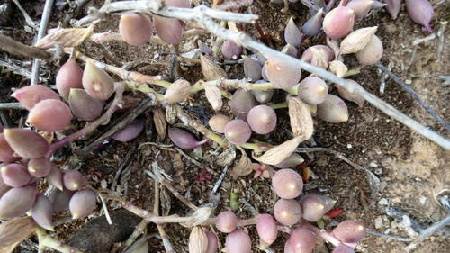 Curio radicans
