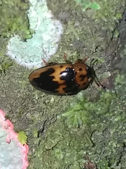 Ischyrus cordiformis