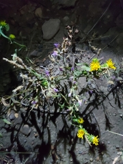 Grindelia subalpina