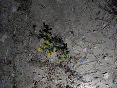 Grindelia subalpina