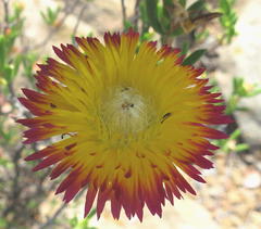 Drosanthemum bicolor