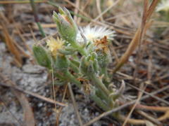 Mesembryanthemum canaliculatum