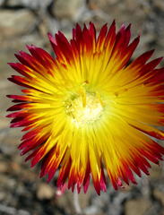 Drosanthemum bicolor