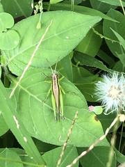 Oxya japonica