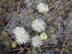 Mesembryanthemum canaliculatum