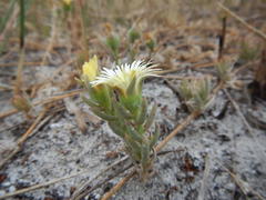Mesembryanthemum canaliculatum