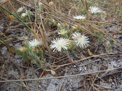 Mesembryanthemum canaliculatum
