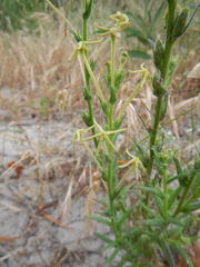Lyperia tristis