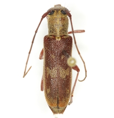 Saperda discoidea
