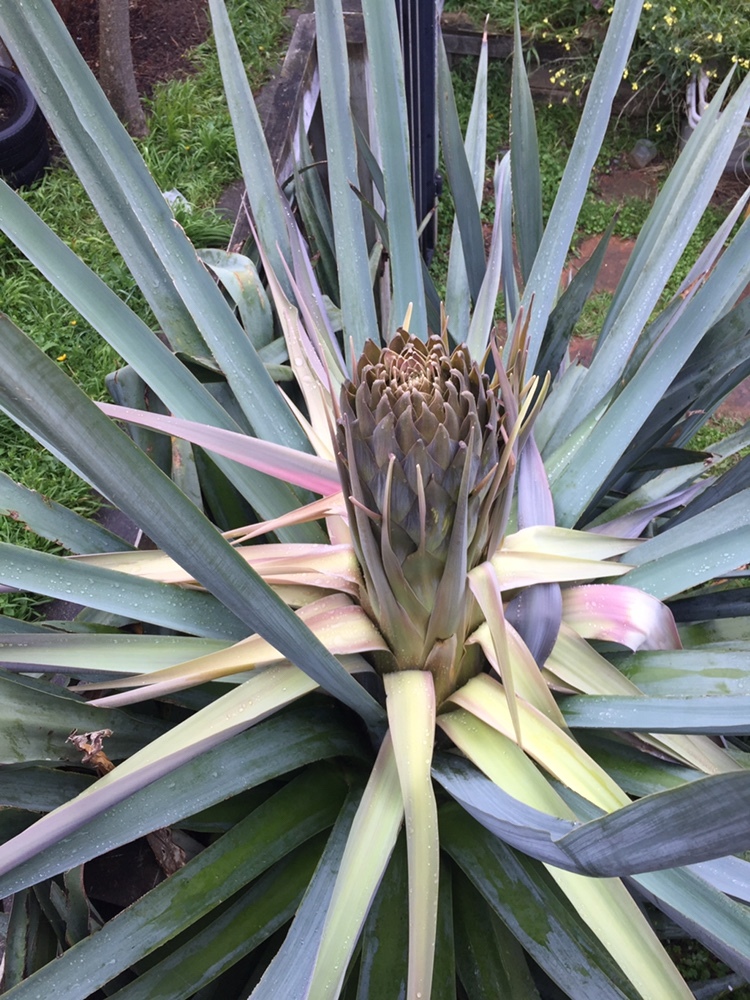 Agave Tequilana F.A.C.Weber