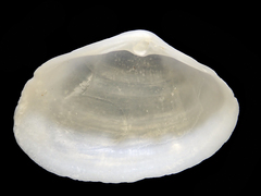 Mactrotoma antecedens