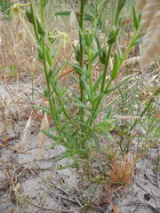 Lyperia tristis