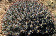 Euphorbia heptagona