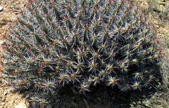 Euphorbia heptagona