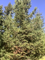 Canachites canadensis