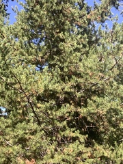 Canachites canadensis