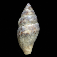 Austromitra volucra