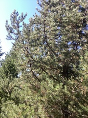 Canachites canadensis