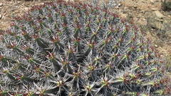 Euphorbia heptagona