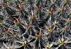 Euphorbia heptagona