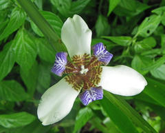 Trimezia gracilis