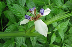 Trimezia gracilis