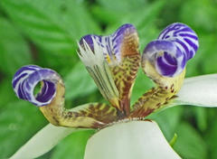 Trimezia gracilis