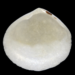 Pseudarcopagia botanica