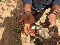 Labeobarbus natalensis