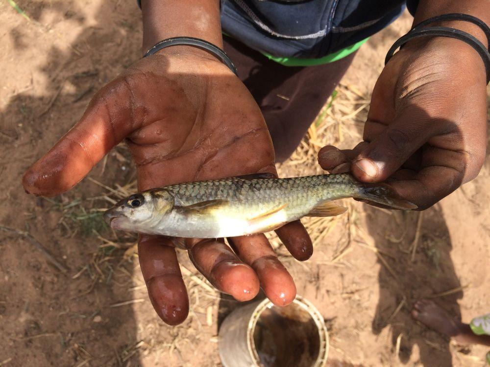Kwazulu-Natal Yellowfish