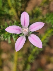 Philotheca salsolifolia