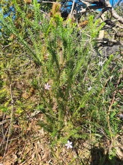 Philotheca salsolifolia