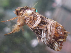 Callopistria repleta
