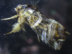 Callopistria repleta