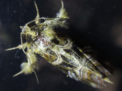 Callopistria repleta