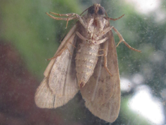 Dysmilichia gemella