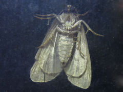 Dysmilichia gemella