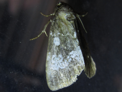Dysmilichia gemella
