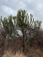 Euphorbia ingens image