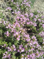 Thymus bashkiriensis