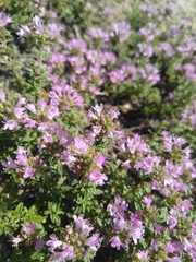Thymus bashkiriensis