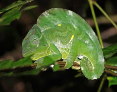 Trioceros deremensis