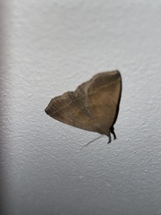 Pechipogo plumigeralis