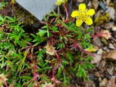 Potentilla eriocarpa tsarongensis