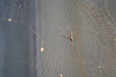 Nephila pilipes