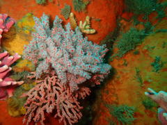 Melithaea rubra
